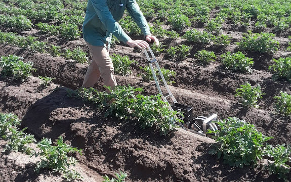 Experimental cultivation method could mean healthy potato yield and healthier water