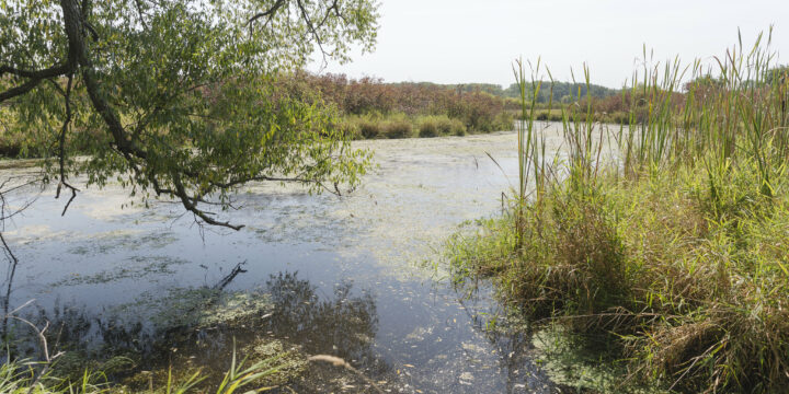 Decades of proceedings from annual water meetings now available