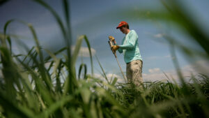 Person in a red cap standing in a corn field with a tool for scientific study. 