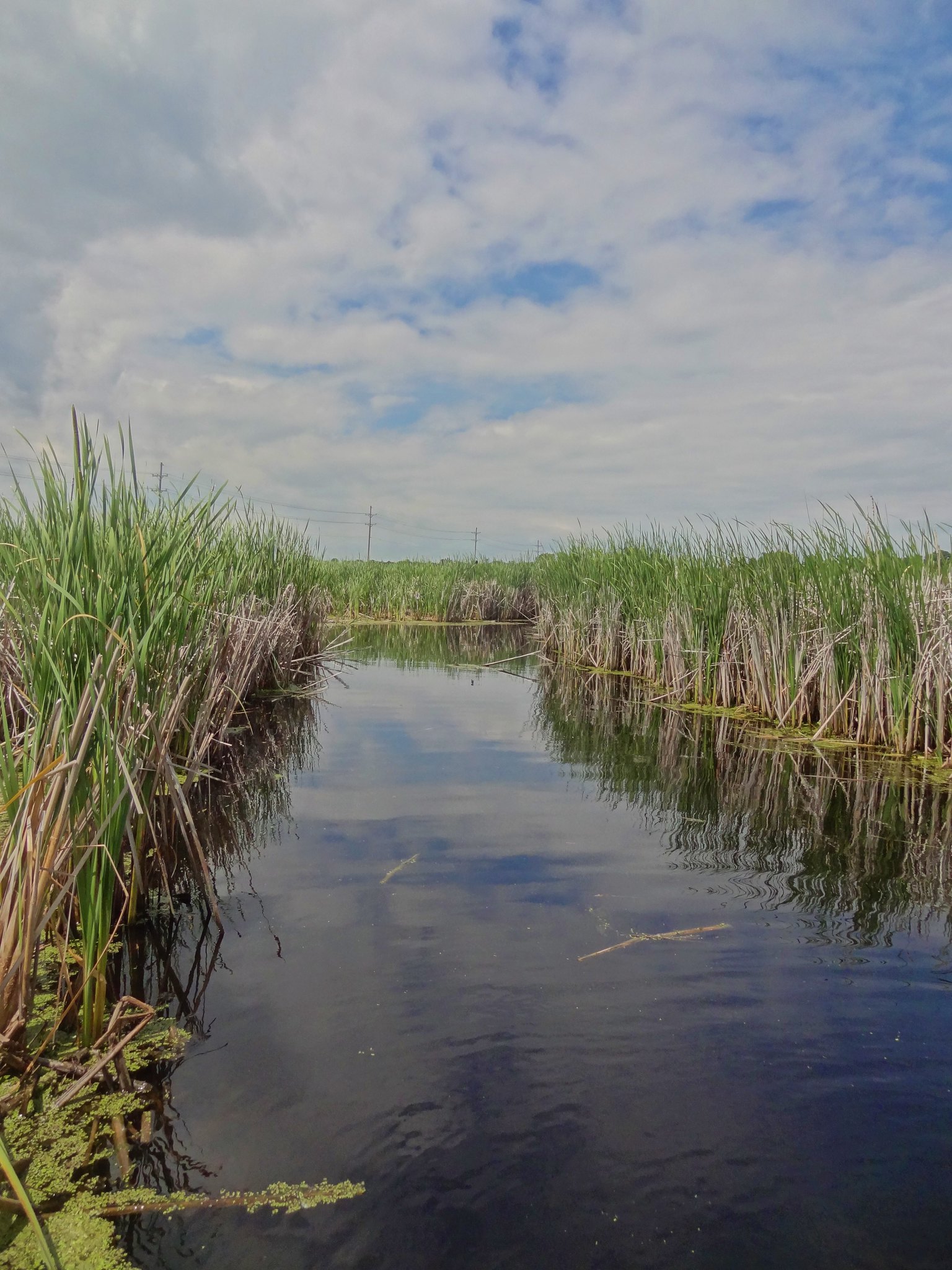 Narrow water with wetland grasses blue sky with clouds