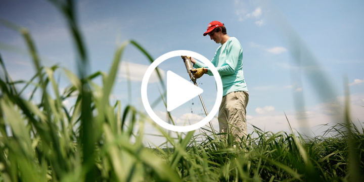 Could trees prevent groundwater flooding? [New video]