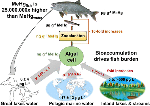 Methylmercury water concentrations low, but Great Lakes fish consumption advisories persist—new research documents one probable culprit