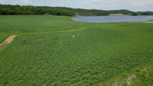 Green field with water in the background. 